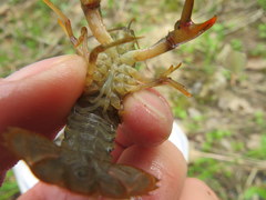 Faxonius punctimanus