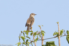 Cisticola cherina
