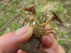 Faxonius punctimanus