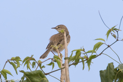 Cisticola cherina