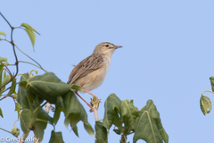 Cisticola cherina