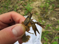 Faxonius punctimanus