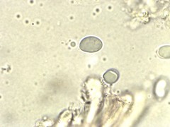 Mycena silvae-nigrae