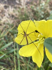 Tipula vestigipennis
