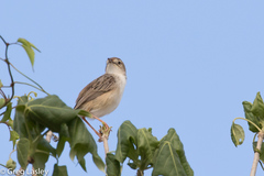 Cisticola cherina