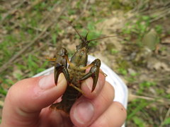 Faxonius punctimanus