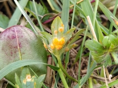 Aecidium ranunculi-acris