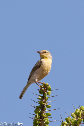 Stripe-throated Jery