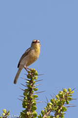 Neomixis striatigula