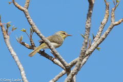 Neomixis striatigula
