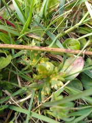 Aecidium ranunculi-acris