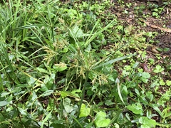 Cyperus distans