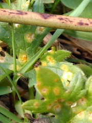 Aecidium ranunculi-acris