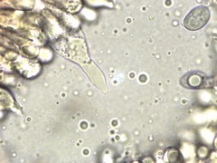 Mycena silvae-nigrae