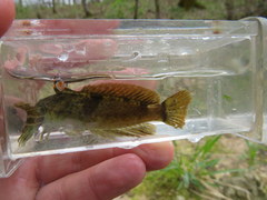 Cottus hypselurus