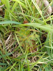 Aecidium ranunculi-acris