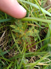Aecidium ranunculi-acris