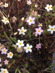 Leptosiphon parviflorus