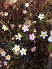 Leptosiphon parviflorus