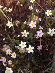 Leptosiphon parviflorus