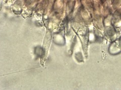 Mycena silvae-nigrae