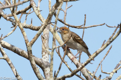 Ploceus sakalava