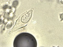 Mycena silvae-nigrae