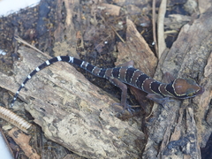 Cyrtodactylus lekaguli