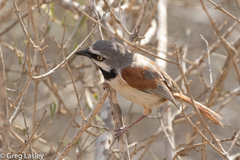 Calicalicus rufocarpalis