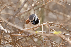 Calicalicus rufocarpalis