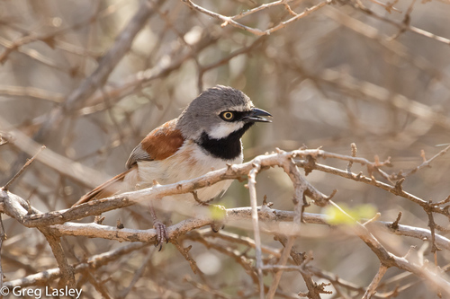 Red-shouldered Vanga