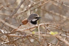 Calicalicus rufocarpalis