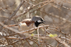 Calicalicus rufocarpalis