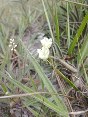 Distimake tomentosus