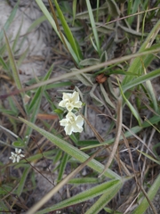 Distimake tomentosus