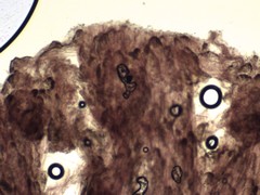 Mycena silvae-nigrae