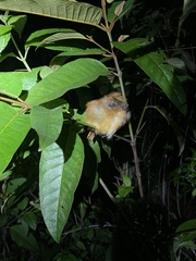 Thamnophilus doliatus