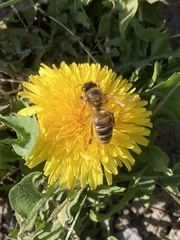 Apis mellifera