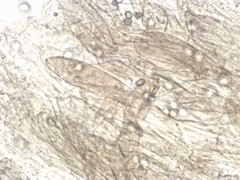 Mycena silvae-nigrae