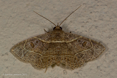 Antiblemma fuscireticulata