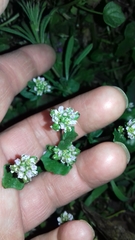 Cochlearia danica