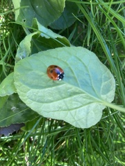 Coccinella septempunctata