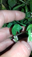 Cochlearia danica