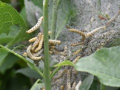 Yponomeuta cagnagella