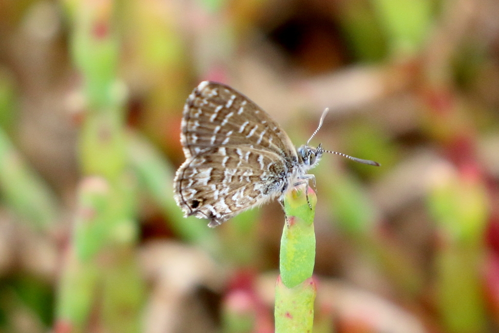 Samphire Blue