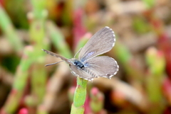 Theclinesthes sulpitius