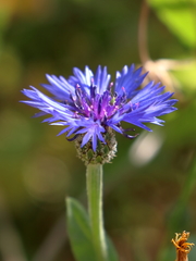 Centaurea cyanoides