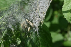 Yponomeuta cagnagella