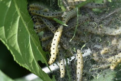 Yponomeuta cagnagella