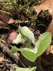 Asarum canadense